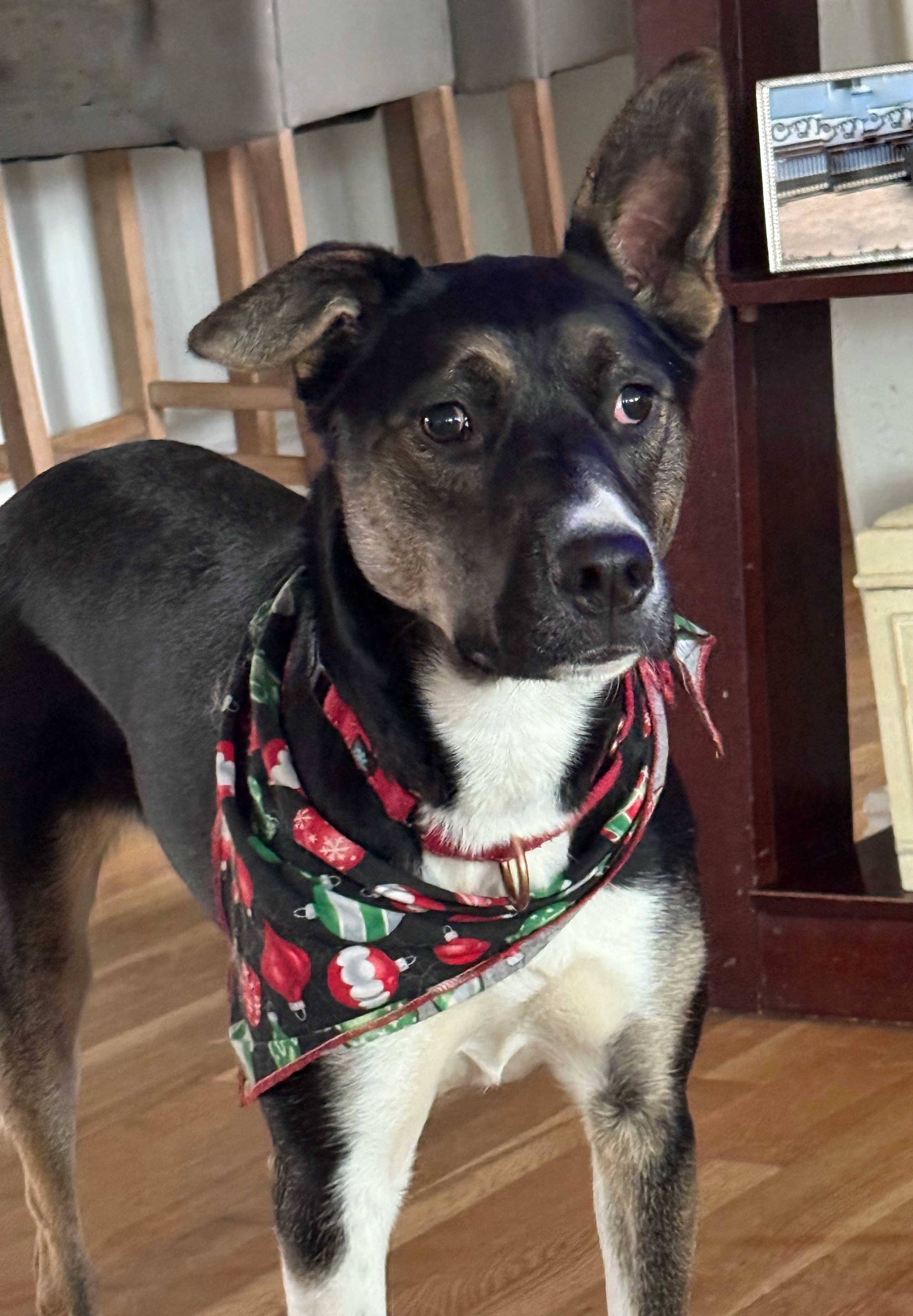 Tonnie, an adoptable Australian Kelpie, Border Collie in Twin Falls, ID, 83301 | Photo Image 5