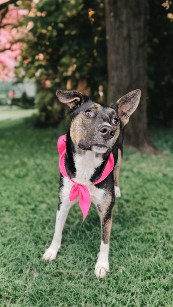 Tonnie, an adoptable Australian Kelpie, Border Collie in Twin Falls, ID, 83301 | Photo Image 6