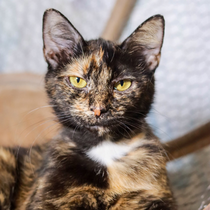 Patty, an adoptable Manx, Domestic Short Hair in Thomasville, GA, 31757 | Photo Image 1