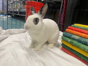 Oreo Man Bunny Rabbit Rabbit