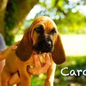 Carol Bloodhound Dog