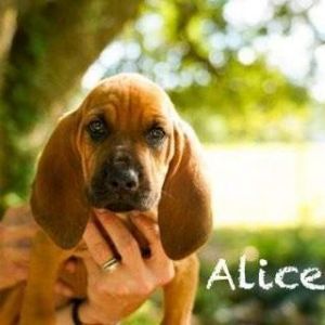 Alice Bloodhound Dog