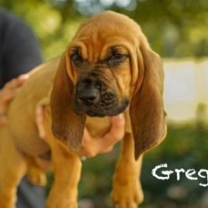Greg Bloodhound Dog