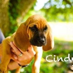 Cindy Bloodhound Dog