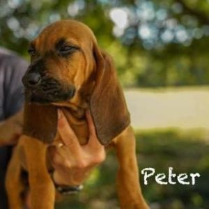 Peter Bloodhound Dog