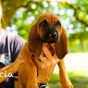 Marcia Bloodhound Dog