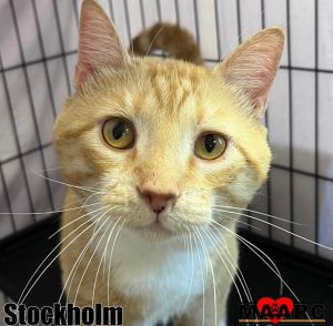 Meet Stockholm the charming orange and white feline with a heart as big as his 