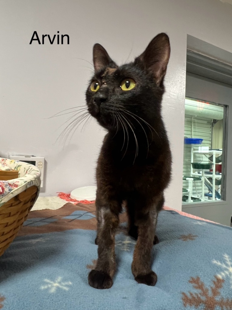 Arvin, an adoptable Domestic Short Hair in Saint Francisville, LA, 70775 | Photo Image 1