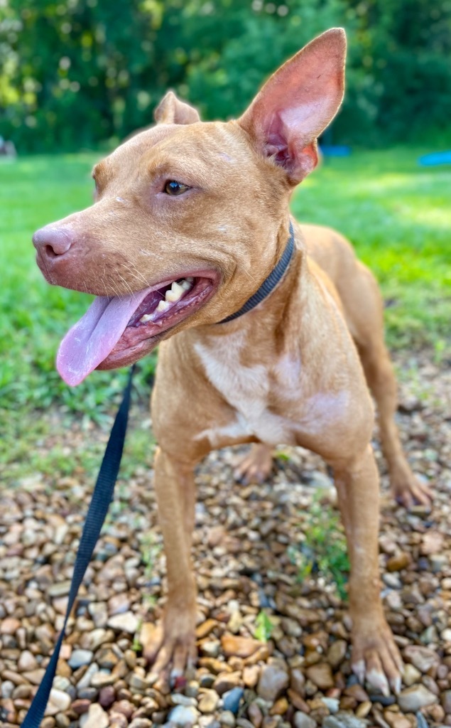 Cinnamon, an adoptable Boxer, Bull Terrier in Saint Francisville, LA, 70775 | Photo Image 1