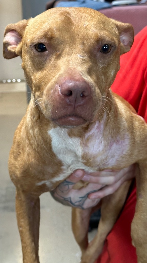 Cinnamon, an adoptable Boxer, Bull Terrier in Saint Francisville, LA, 70775 | Photo Image 2