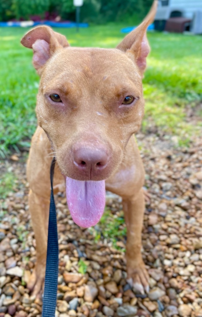 Cinnamon, an adoptable Boxer, Bull Terrier in Saint Francisville, LA, 70775 | Photo Image 3