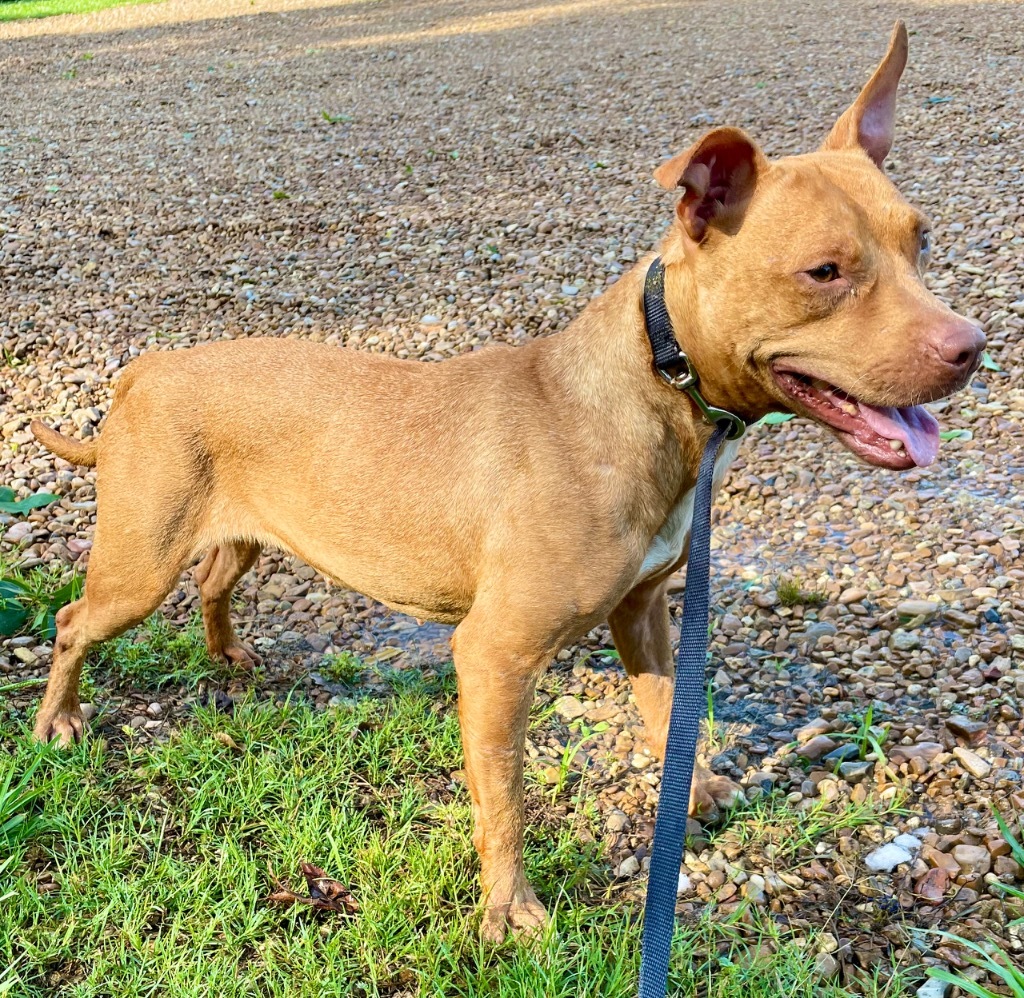Cinnamon, an adoptable Boxer, Bull Terrier in Saint Francisville, LA, 70775 | Photo Image 4