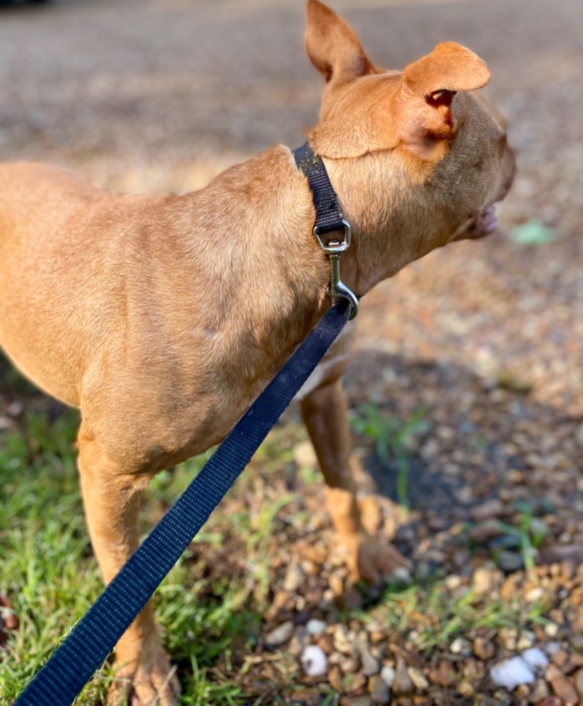 Cinnamon, an adoptable Boxer, Bull Terrier in Saint Francisville, LA, 70775 | Photo Image 5