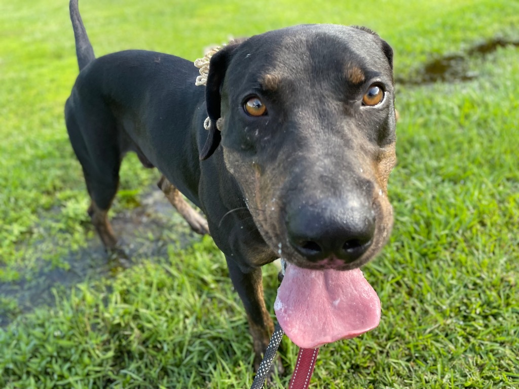 Hercules, an adoptable Great Dane, Doberman Pinscher in Saint Francisville, LA, 70775 | Photo Image 1