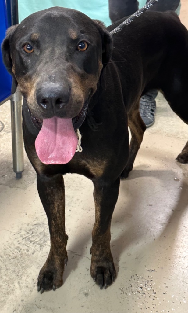 Hercules, an adoptable Great Dane, Doberman Pinscher in Saint Francisville, LA, 70775 | Photo Image 2