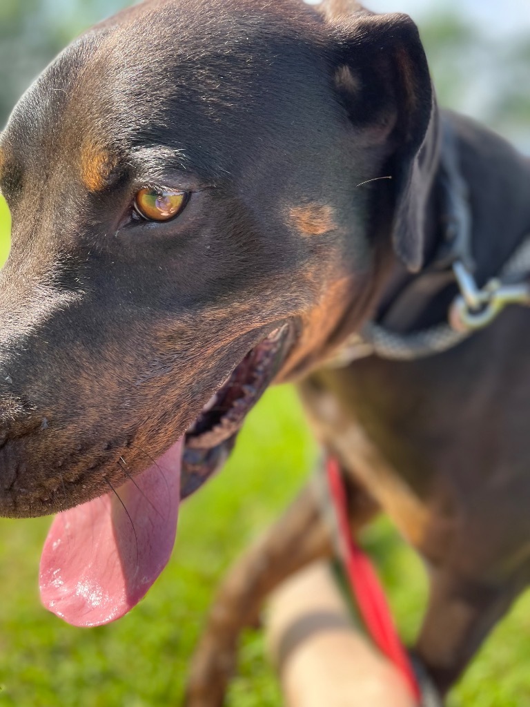 Hercules, an adoptable Great Dane, Doberman Pinscher in Saint Francisville, LA, 70775 | Photo Image 3