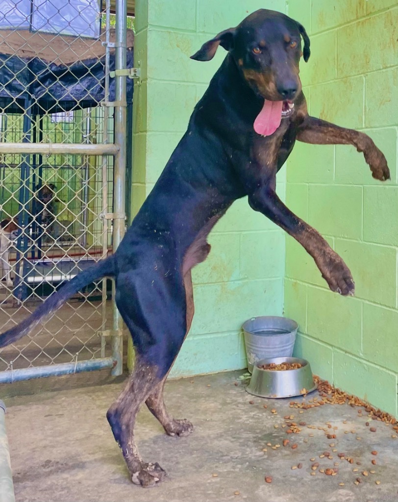 Hercules, an adoptable Great Dane, Doberman Pinscher in Saint Francisville, LA, 70775 | Photo Image 4