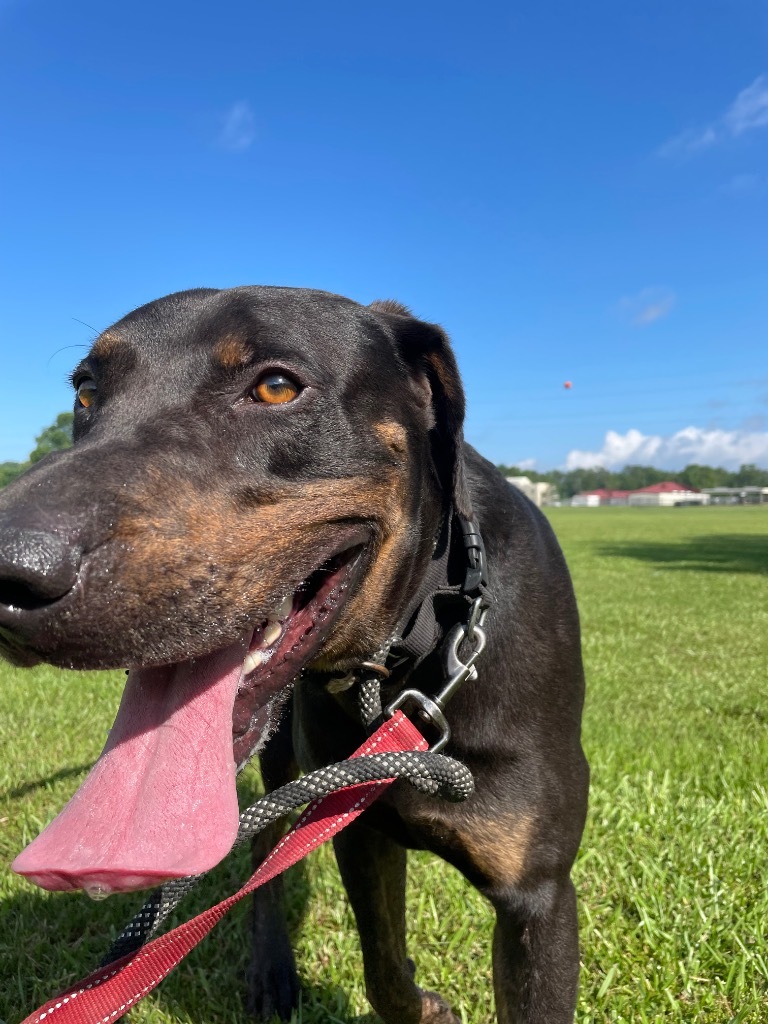 Hercules, an adoptable Great Dane, Doberman Pinscher in Saint Francisville, LA, 70775 | Photo Image 5