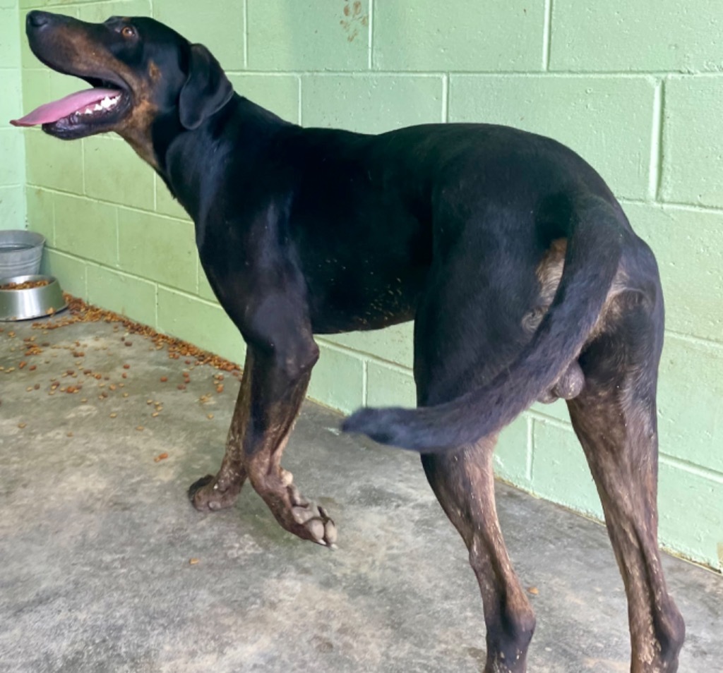 Hercules, an adoptable Great Dane, Doberman Pinscher in Saint Francisville, LA, 70775 | Photo Image 6