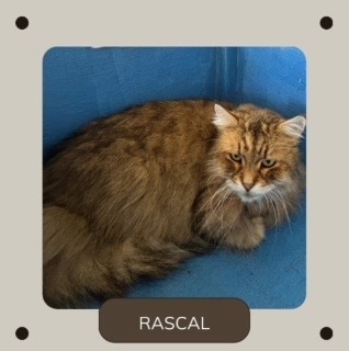 Rascal, an adoptable Abyssinian in White Hall, IL, 62092 | Photo Image 1