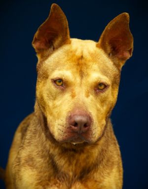 Pinto Bean, Adult Male Mixed Breed