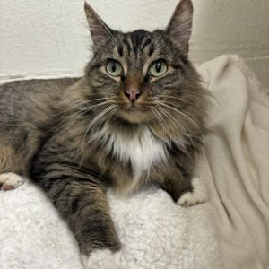 Tatum is a long haired stunning girl who is truly the queen of the house She was a loyal loving