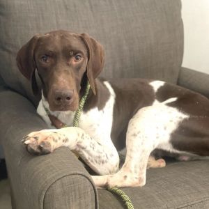 Kev German Shorthaired Pointer Dog