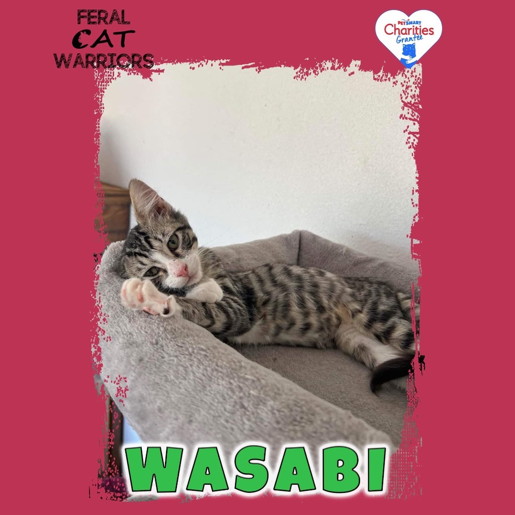 Wasabi, an adoptable Domestic Short Hair in Kingman, AZ, 86401 | Photo Image 1