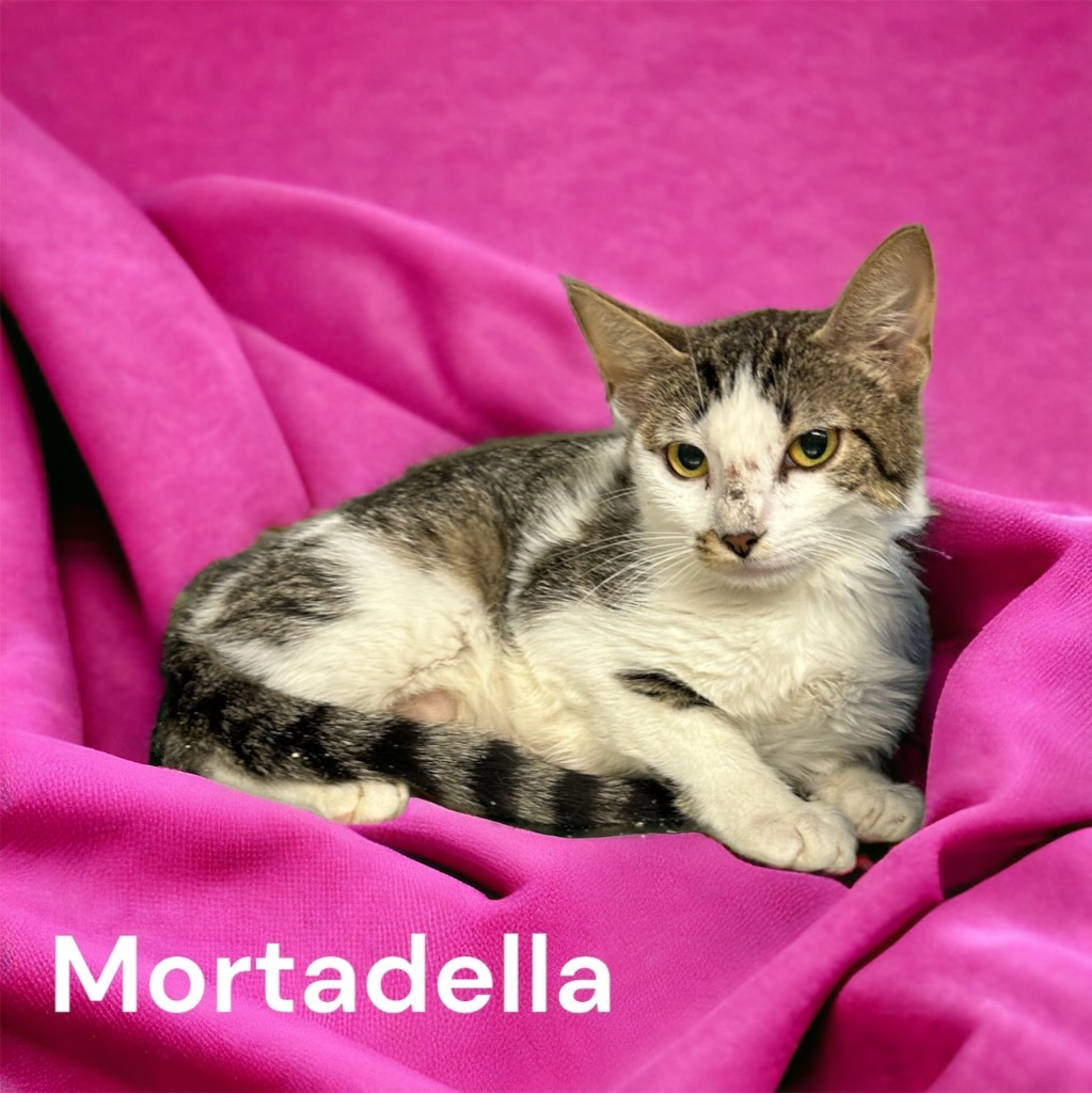 Mortadella, an adoptable Domestic Short Hair in Sorrento, LA, 70778 | Photo Image 1