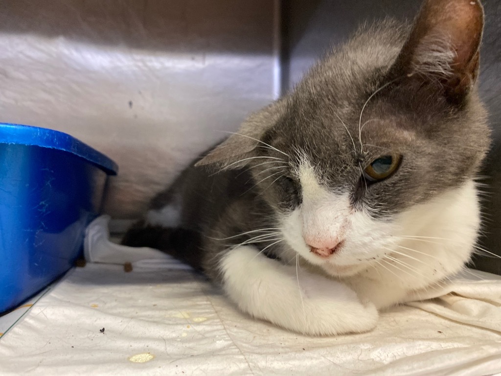 Buttermilk, an adoptable Domestic Short Hair in Sorrento, LA, 70778 | Photo Image 1