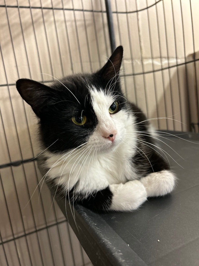 Blitz, an adoptable Domestic Short Hair in Elbow Lake, MN, 56531 | Photo Image 1