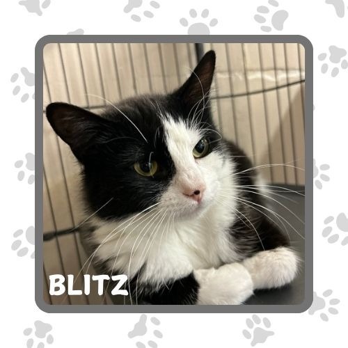 Blitz, an adoptable Domestic Short Hair in Elbow Lake, MN, 56531 | Photo Image 1