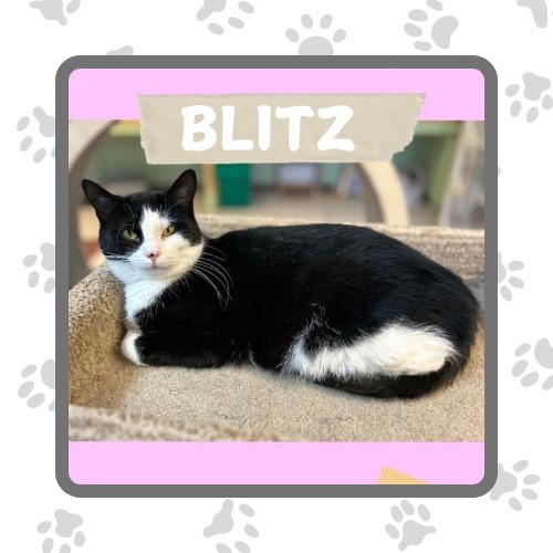 Blitz, an adoptable Domestic Short Hair in Elbow Lake, MN, 56531 | Photo Image 1