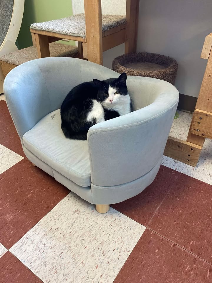 Blitz, an adoptable Domestic Short Hair in Elbow Lake, MN, 56531 | Photo Image 6