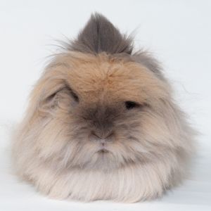Crinkle, Young Female Lionhead