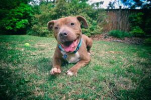 Dobbins American Staffordshire Terrier Dog