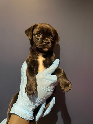 Meet Lorraine an adorable puppy whos ready to find her forever home Lorraine along with her moth