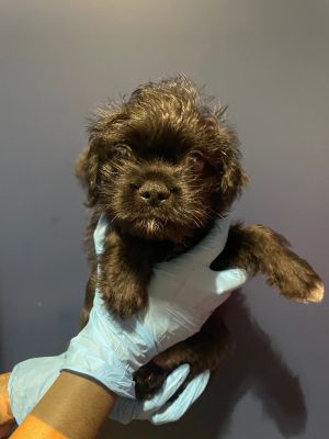 Introducing Duke This adorable puppy is ready to find his forever home This little one along with