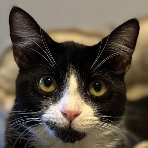 Marquis tuxedo is an affectionate and playful guy whose favorite game is fetch He truly enjoys ch
