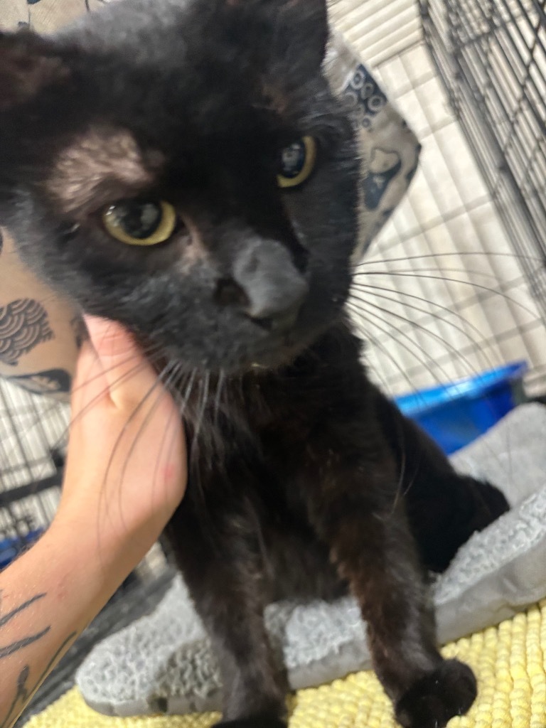 Lola, an adoptable Domestic Short Hair in Corpus Christi, TX, 78415 | Photo Image 1