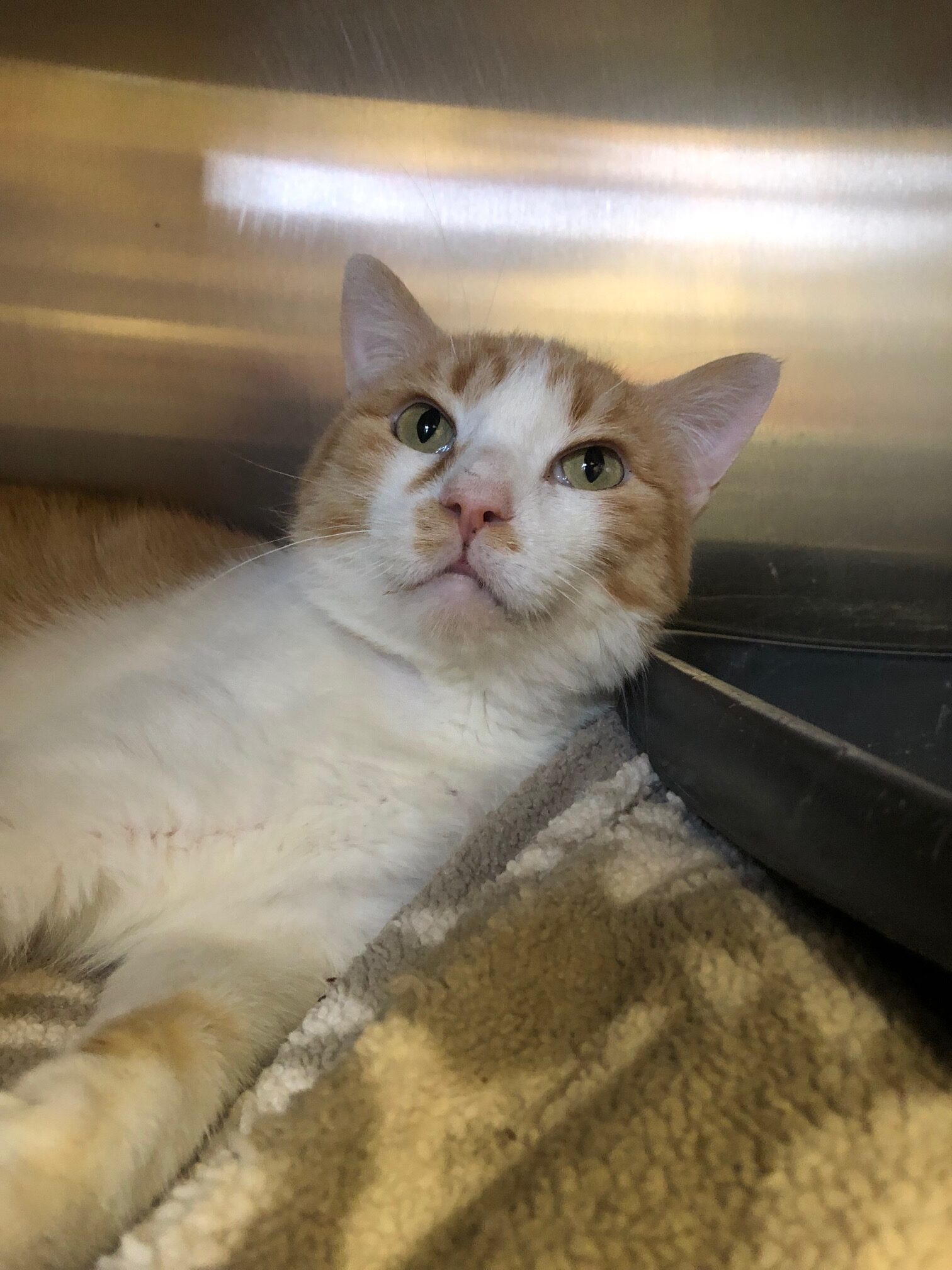 Rufus, an adoptable Domestic Short Hair in Grand Junction, CO, 81503 | Photo Image 1