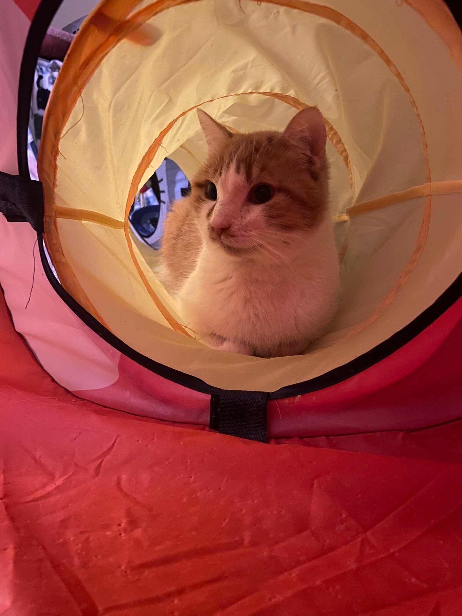 Rufus