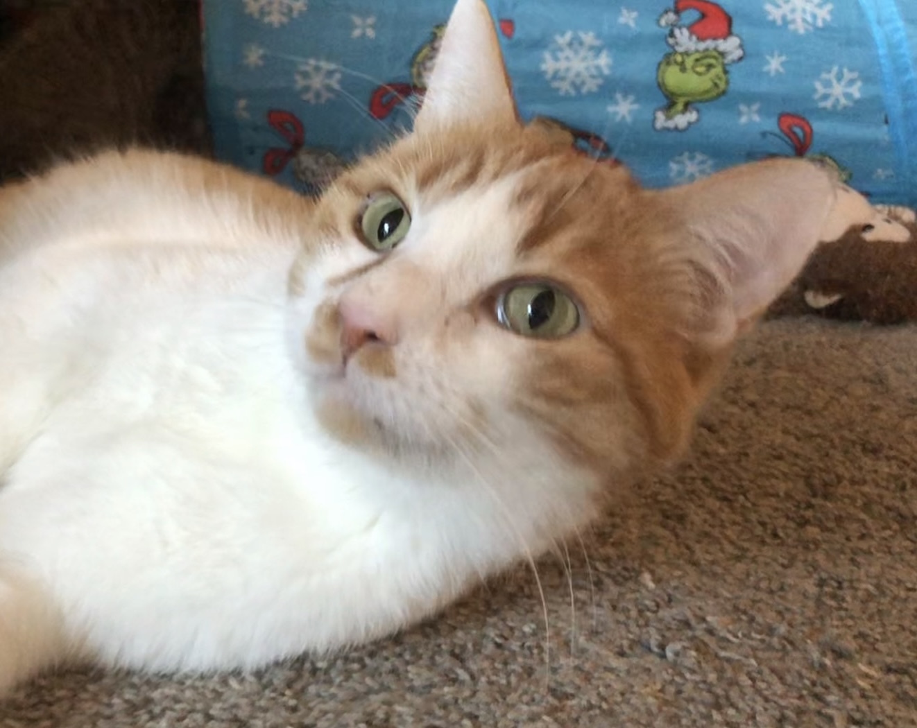 Rufus, an adoptable Domestic Short Hair in Grand Junction, CO, 81503 | Photo Image 1