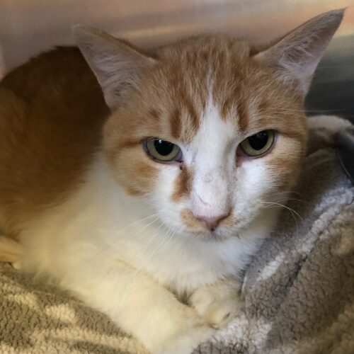 Rufus, an adoptable Domestic Short Hair in Grand Junction, CO, 81503 | Photo Image 2