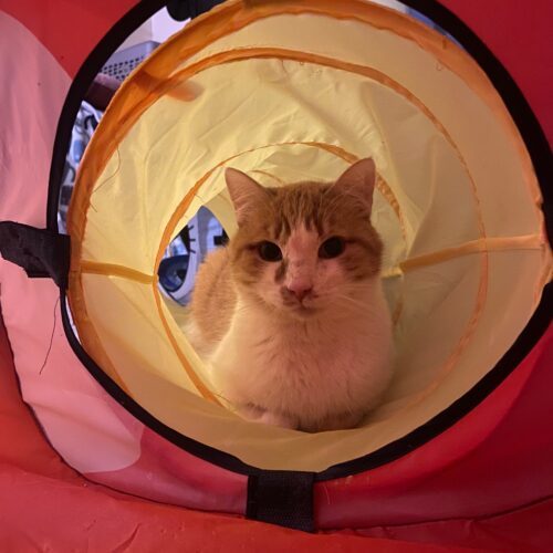 Rufus, an adoptable Domestic Short Hair in Grand Junction, CO, 81503 | Photo Image 2