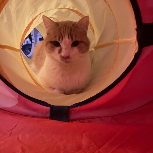 Rufus, an adoptable Domestic Short Hair in Grand Junction, CO, 81503 | Photo Image 3