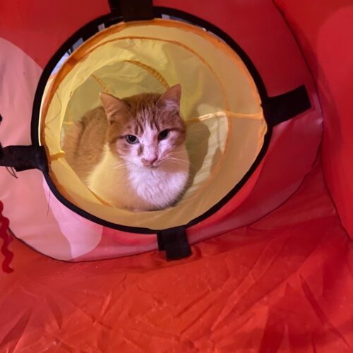 Rufus, an adoptable Domestic Short Hair in Grand Junction, CO, 81503 | Photo Image 4