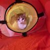 Rufus photo 4