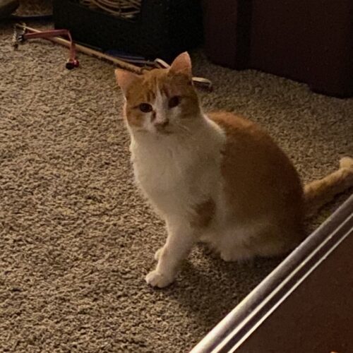 Rufus, an adoptable Domestic Short Hair in Grand Junction, CO, 81503 | Photo Image 4