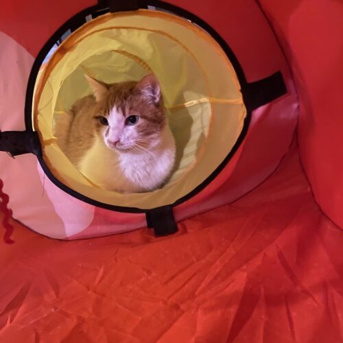 Rufus, an adoptable Domestic Short Hair in Grand Junction, CO, 81503 | Photo Image 5